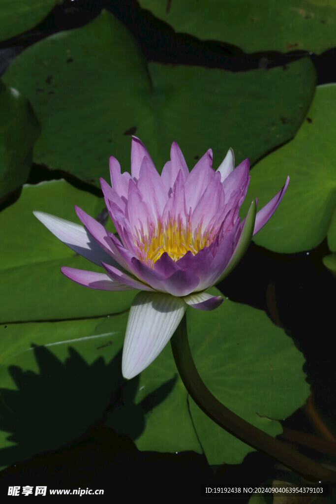 睡莲花  