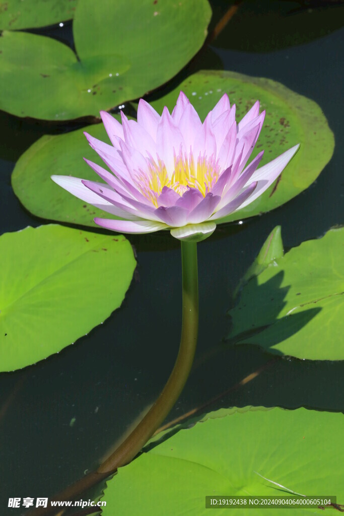 睡莲花 