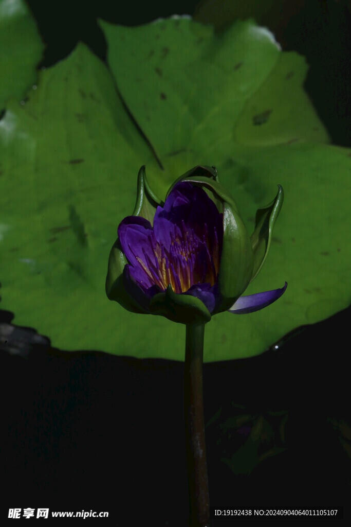 睡莲花  