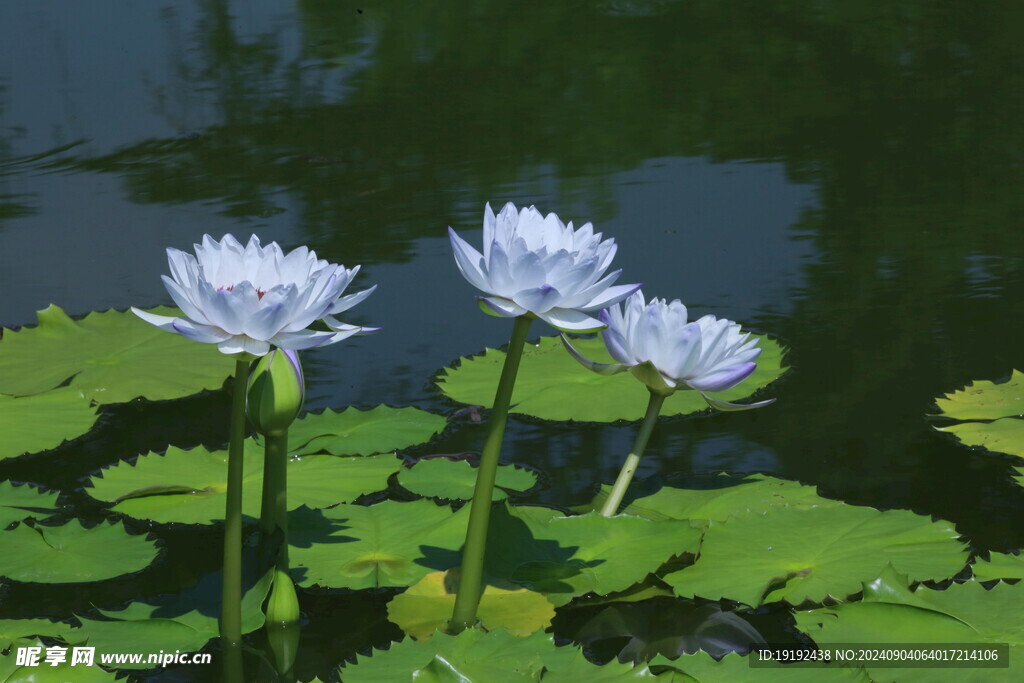 睡莲花 