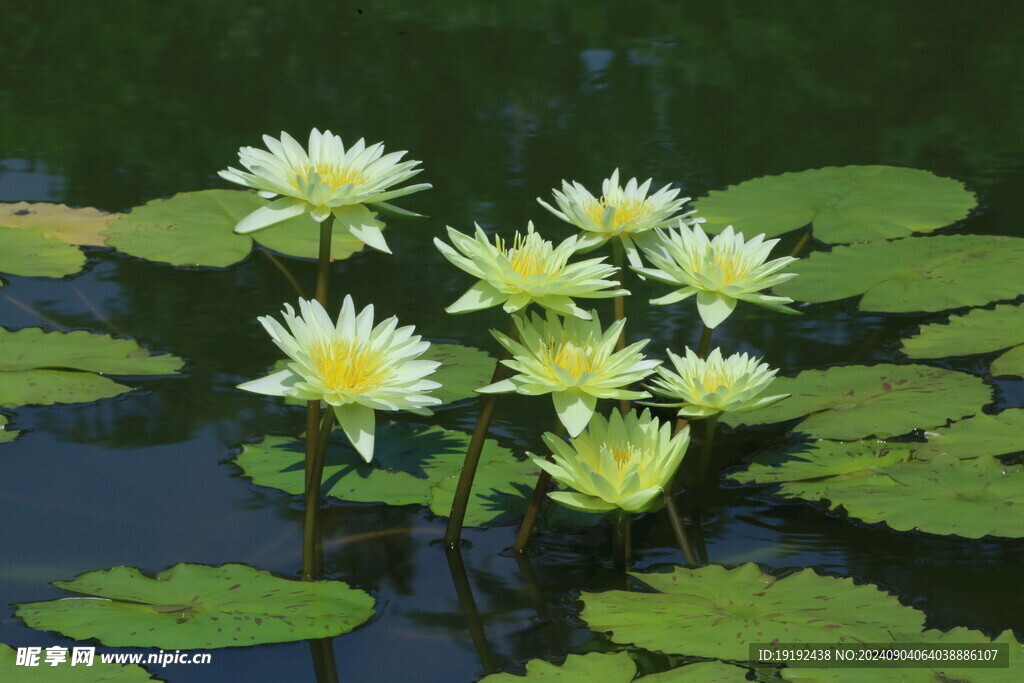 睡莲花 