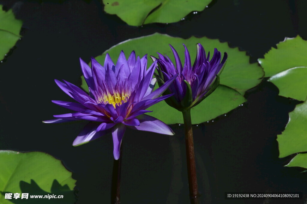 睡莲花 