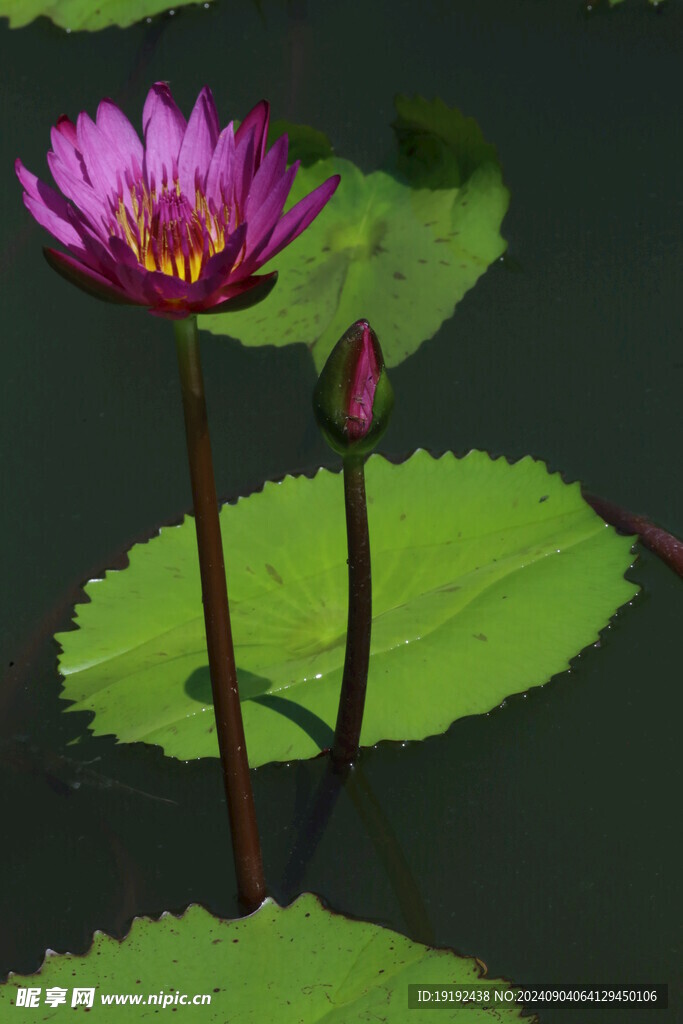 睡莲花  