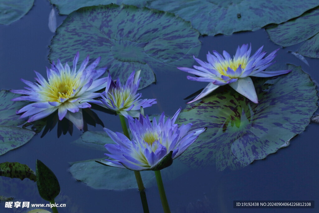 睡莲花  