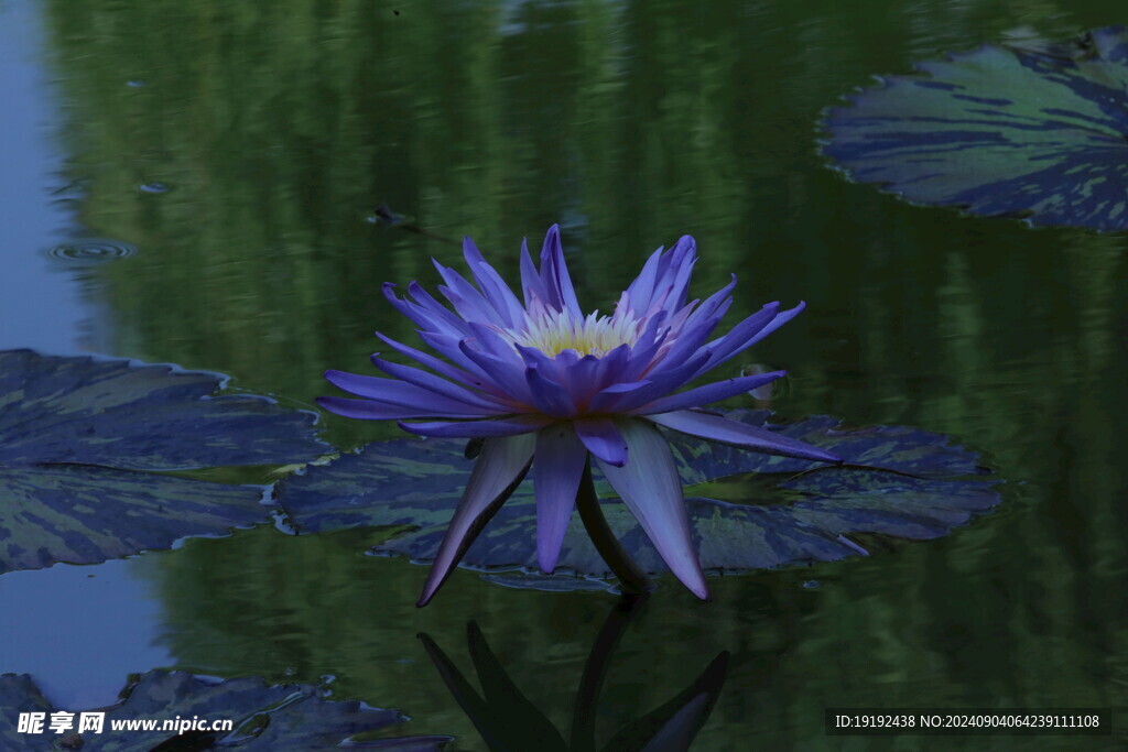 睡莲花  