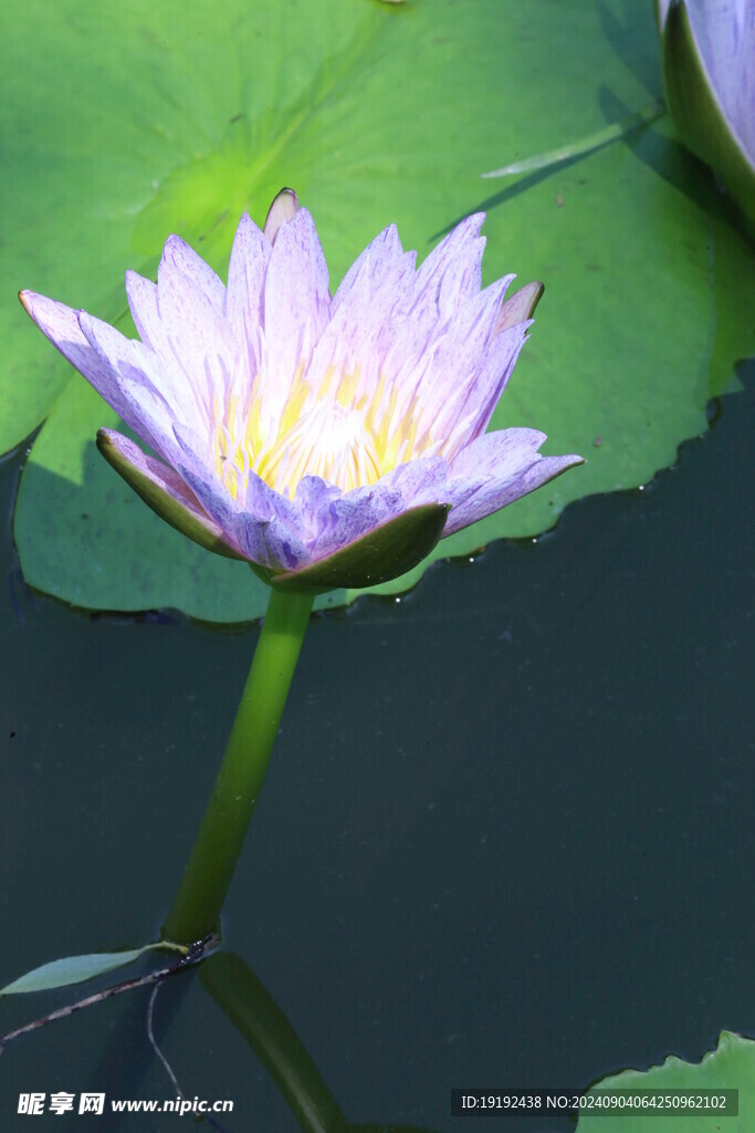 睡莲花  