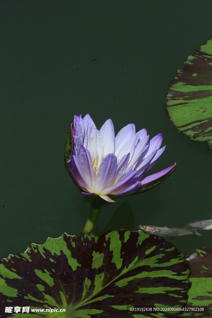 睡莲花  