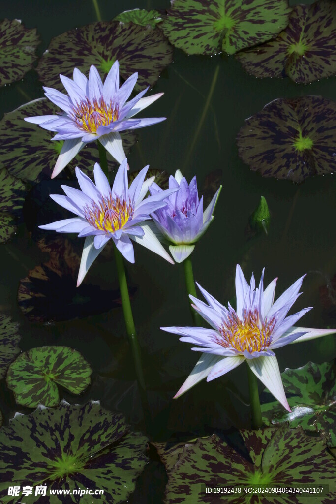 睡莲花 