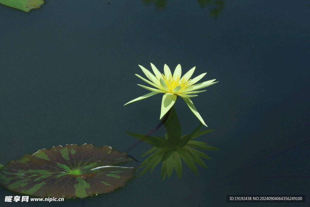 睡莲花 