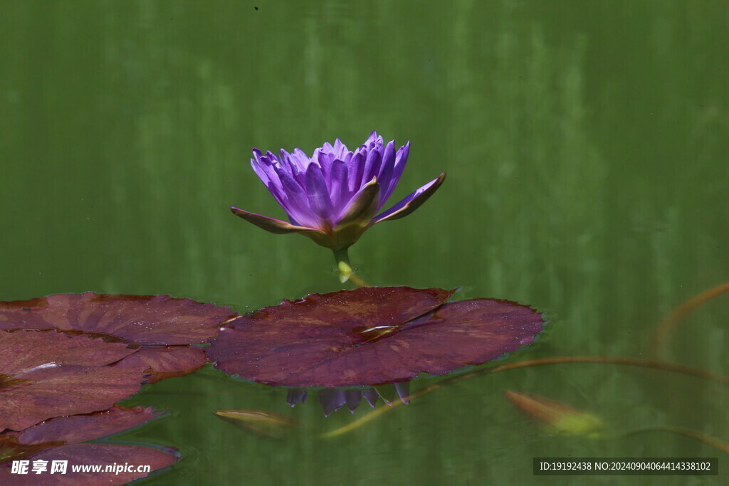 睡莲花  