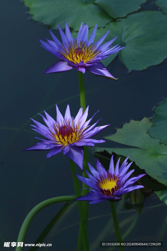 睡莲花  
