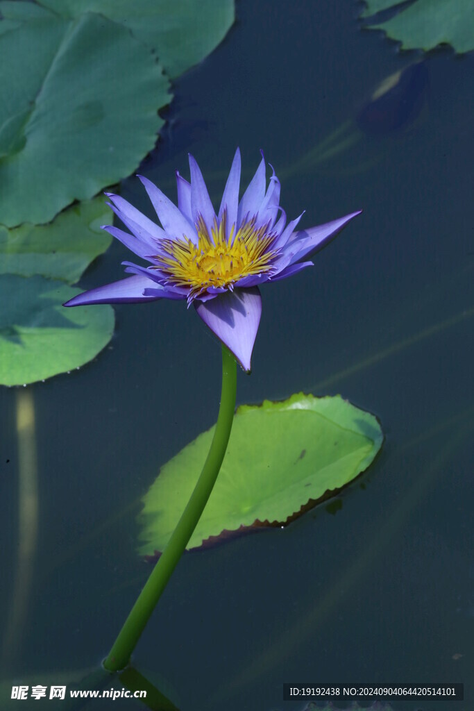 睡莲花 