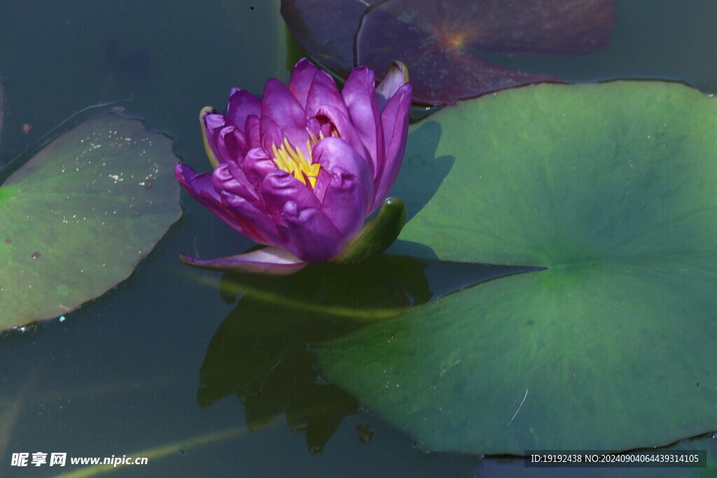 睡莲花 