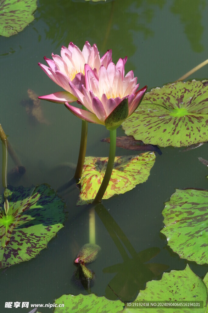 睡莲花  
