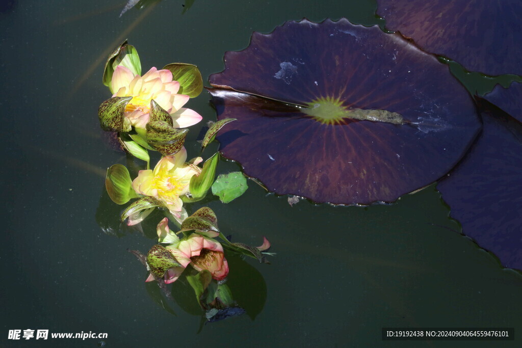 睡莲花 