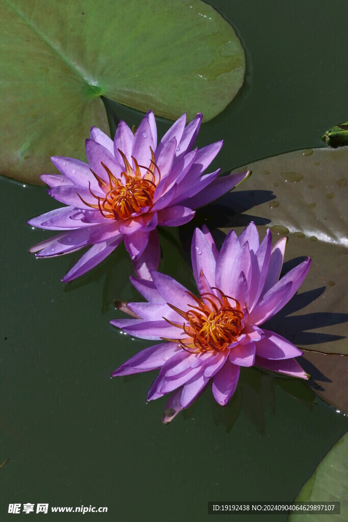 睡莲花  