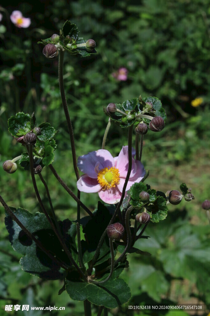 野棉花  