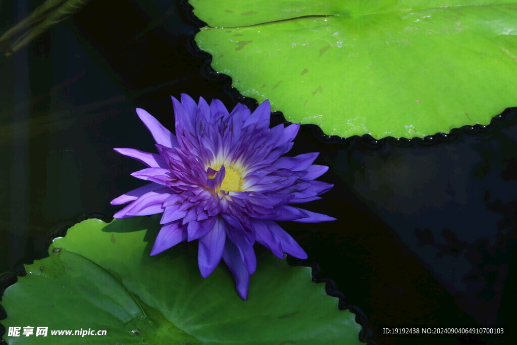 睡莲花 
