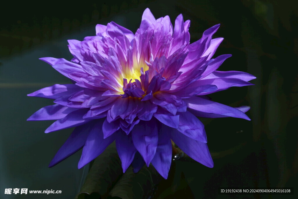 睡莲花  