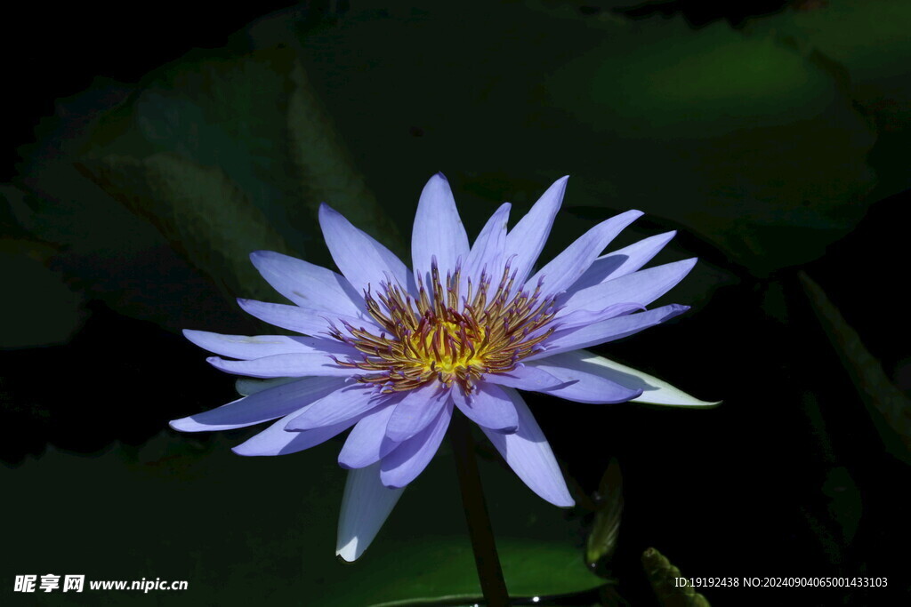 睡莲花  