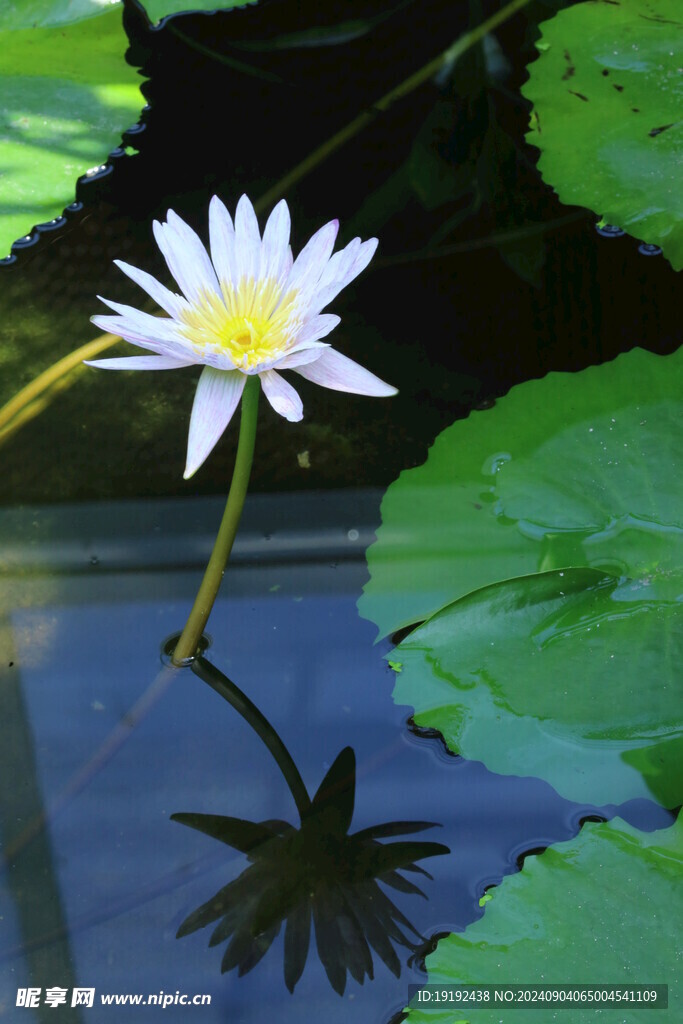 睡莲花  