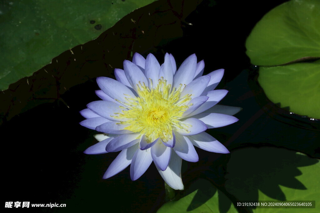 睡莲花  