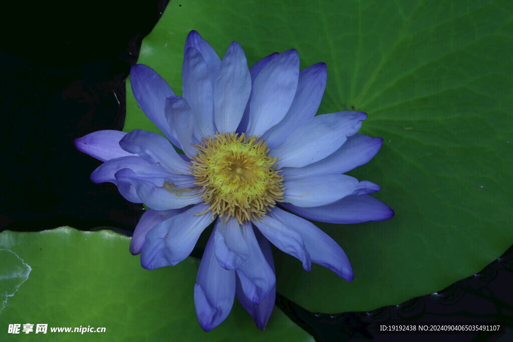 睡莲花  