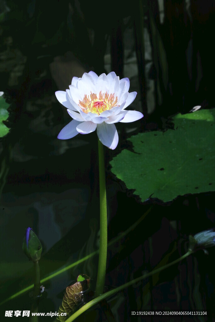 睡莲花 