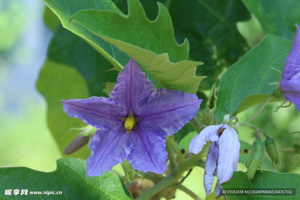 蓝花茄 