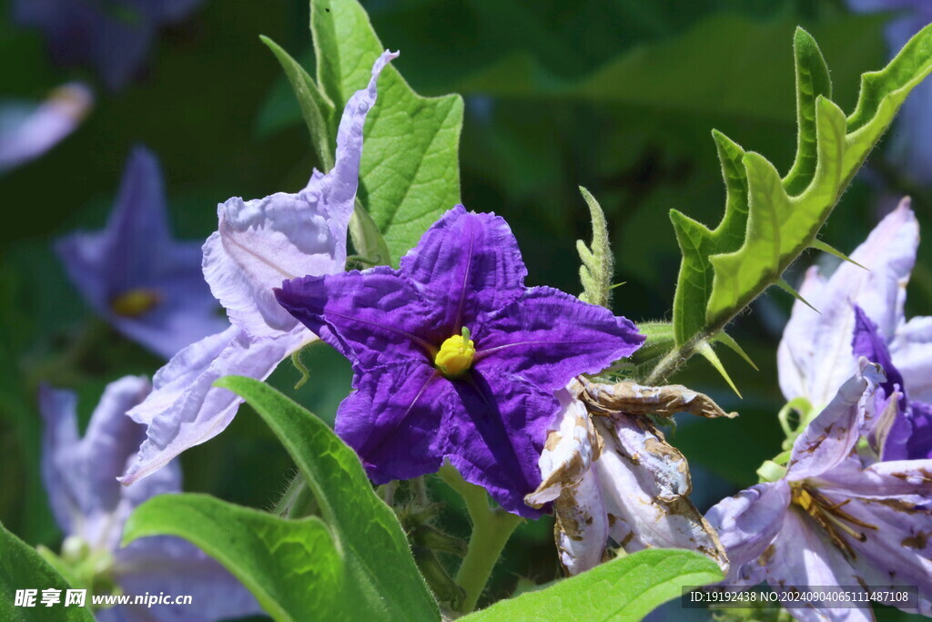 蓝花茄  