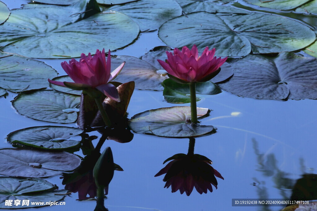 睡莲花 