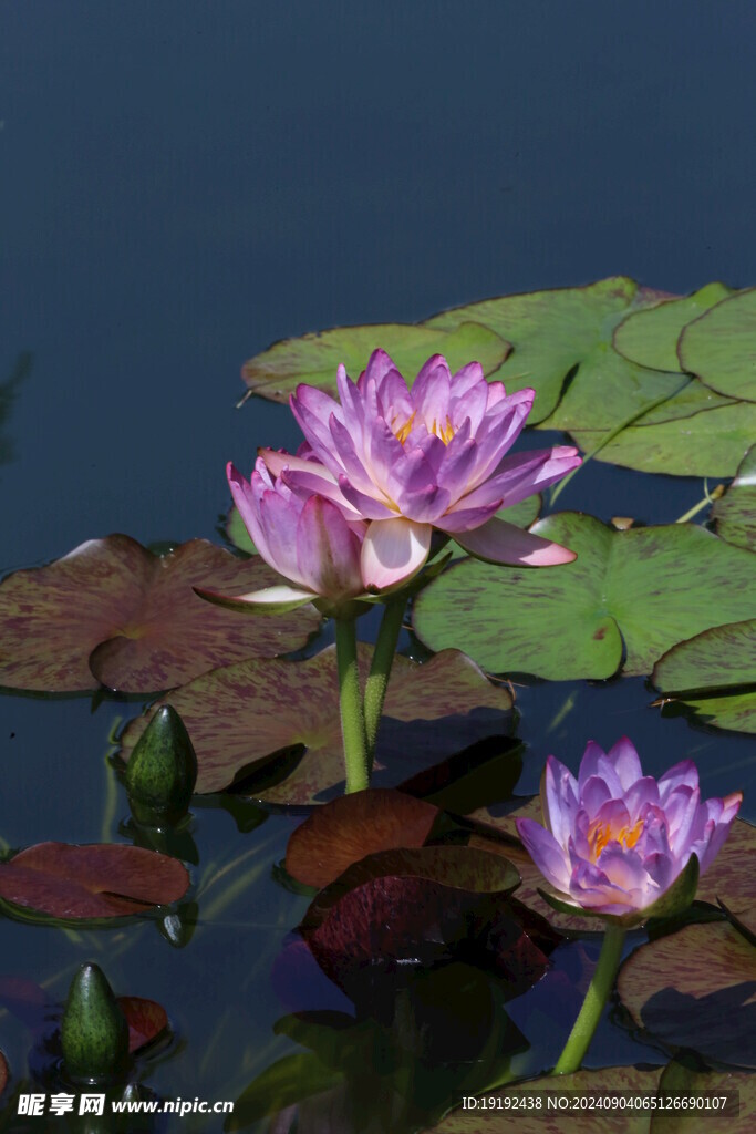 睡莲花  