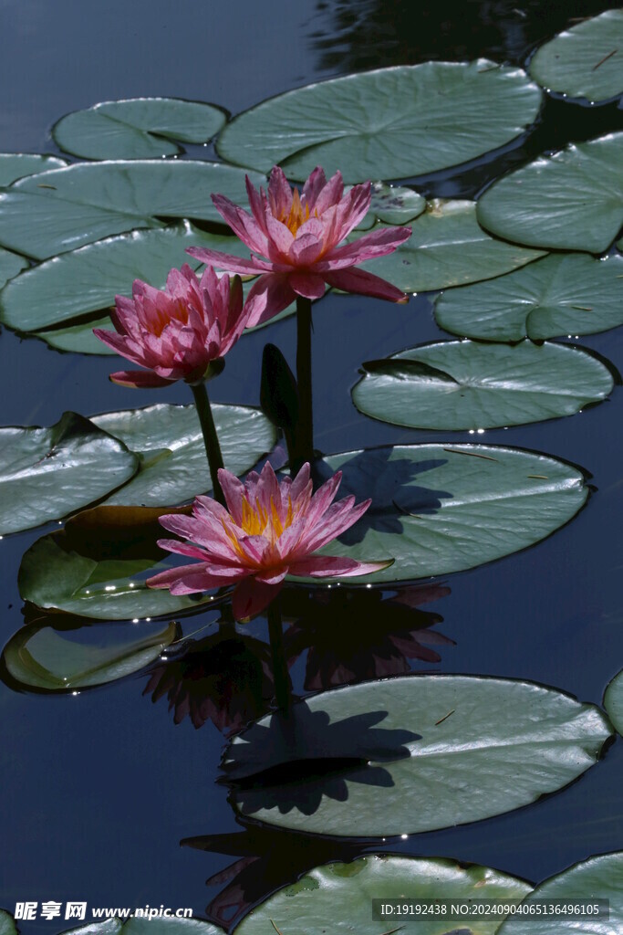 睡莲花 