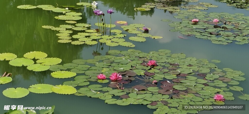 睡莲花 