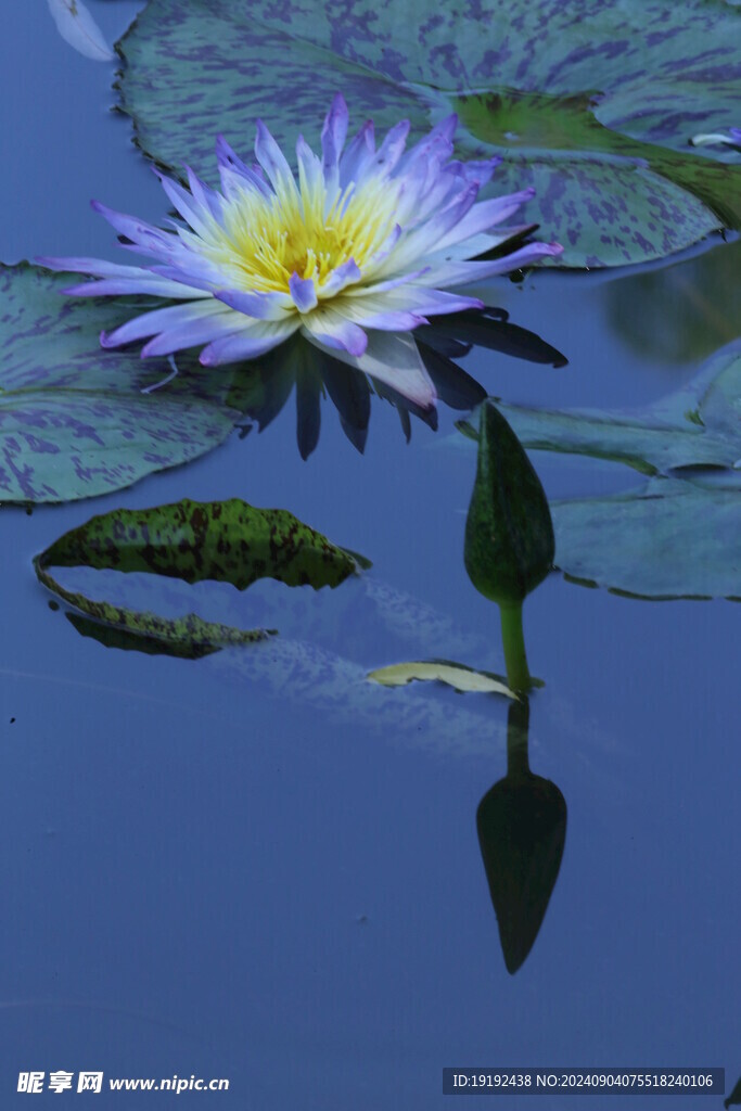 睡莲花  