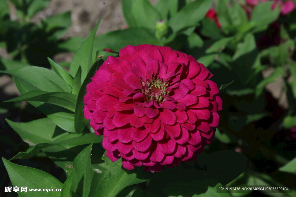 百日菊  