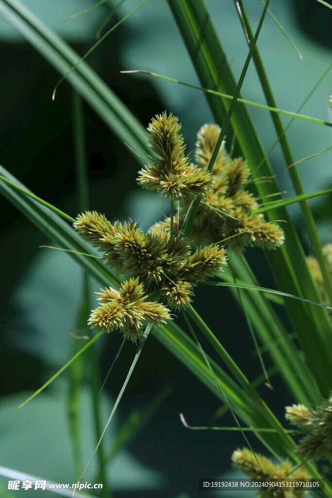 头状穗莎草 