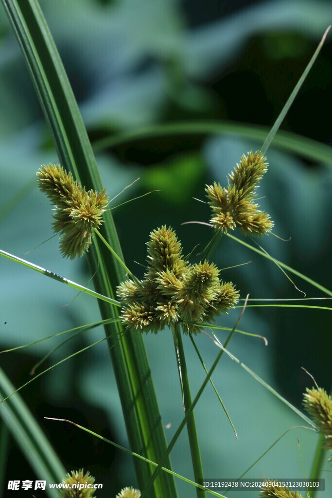 头状穗莎草 