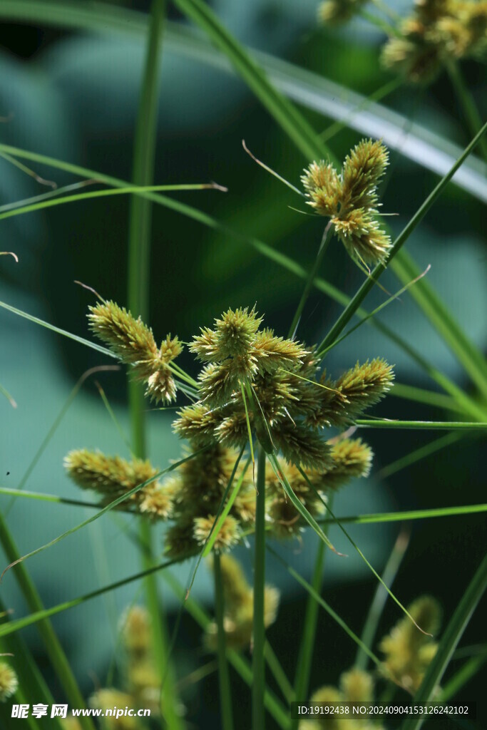 头状穗莎草 