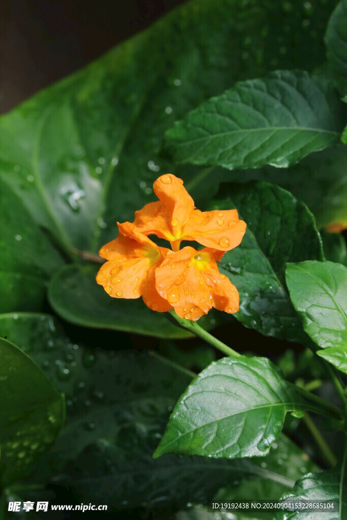 鸟尾花 