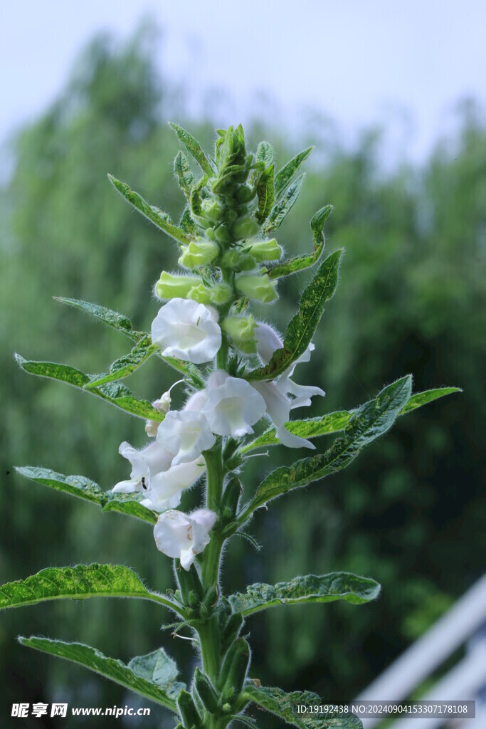 芝麻 