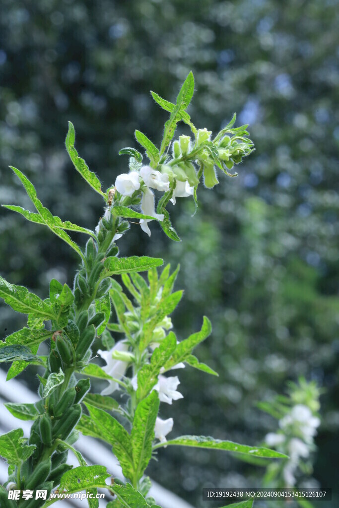 芝麻 