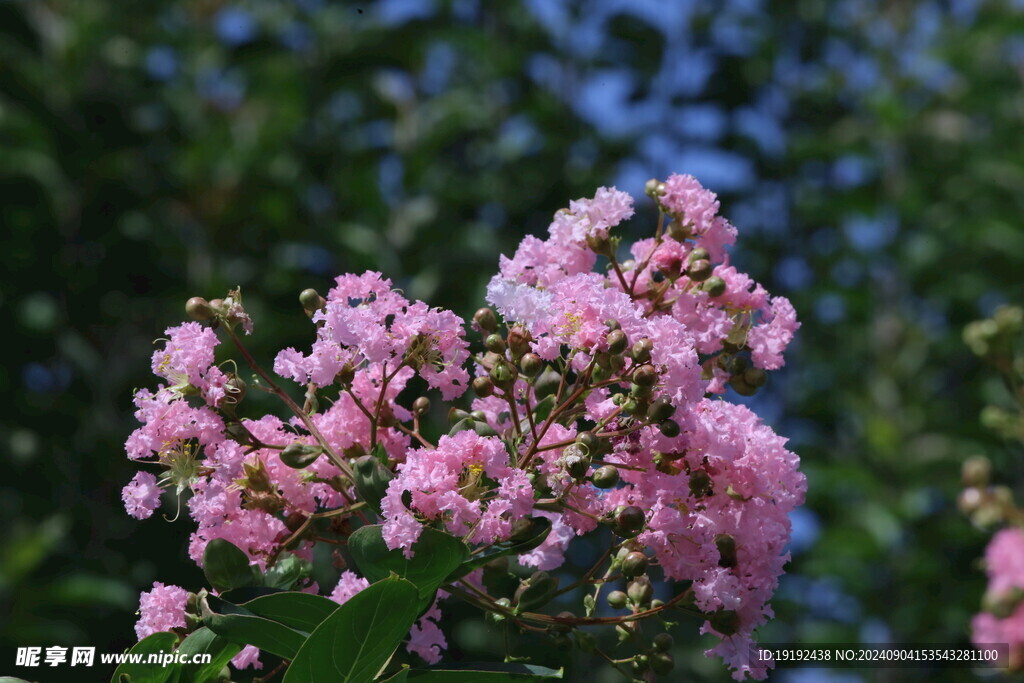 紫薇花 