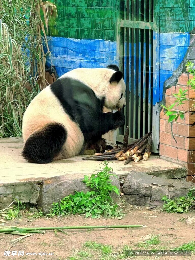 大熊猫