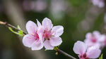 粉色桃花