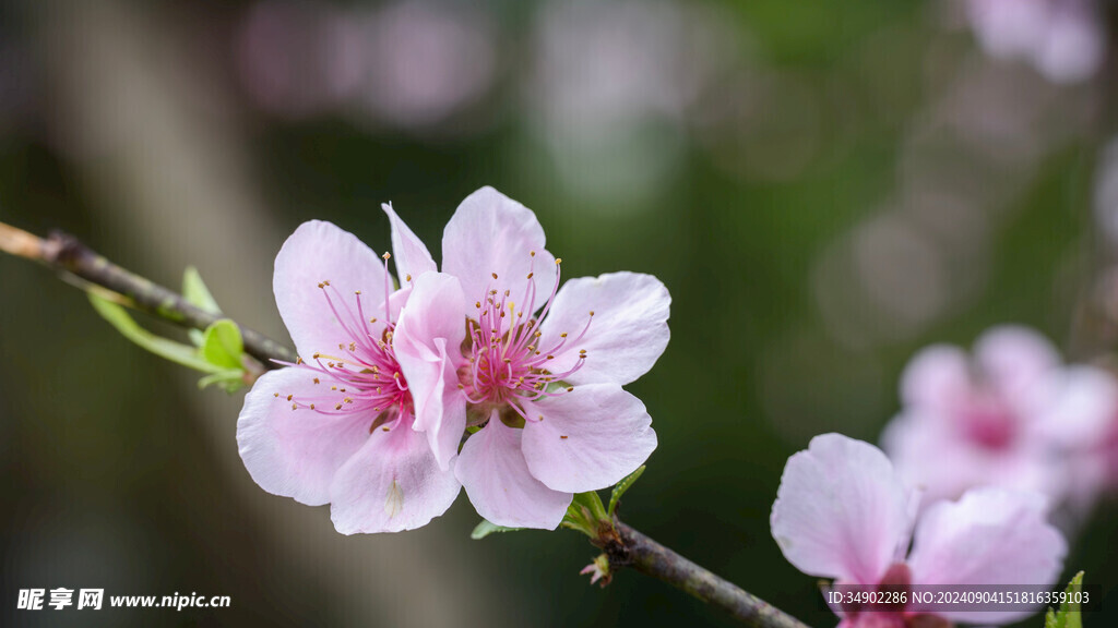 粉色桃花