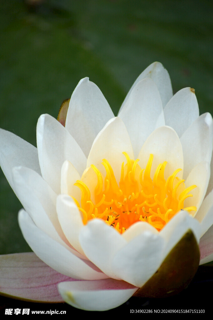 白色莲花