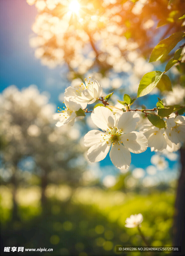 唯美花卉