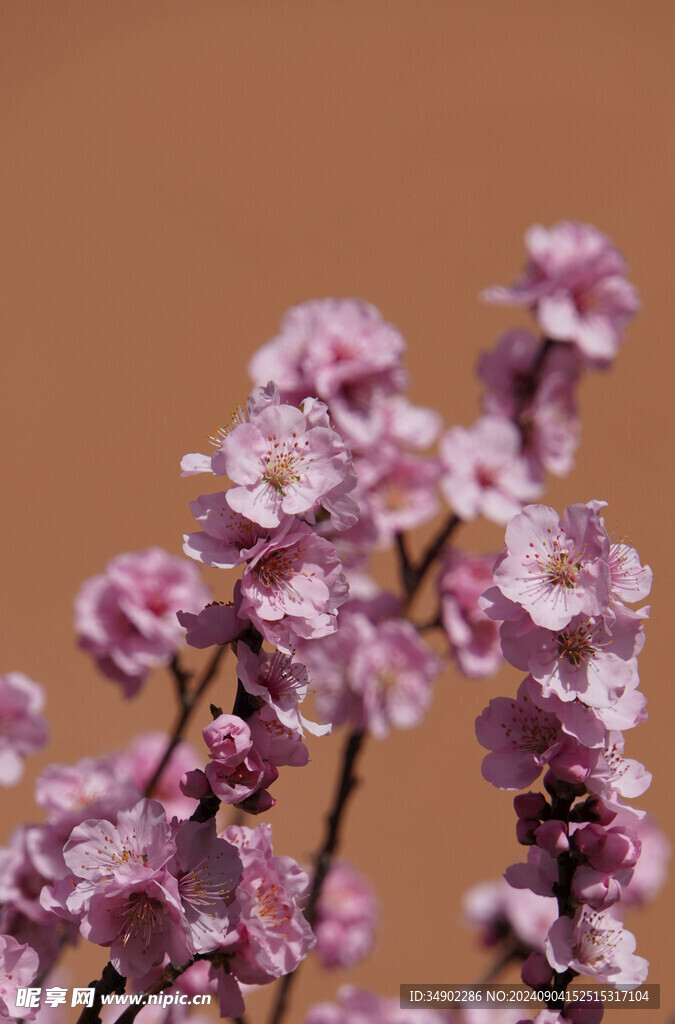 粉色樱花
