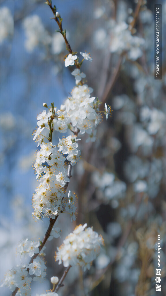 春天樱花